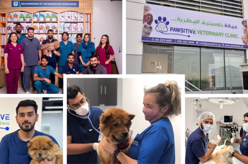 Pawsitive Veterinary Clinic Dubai
